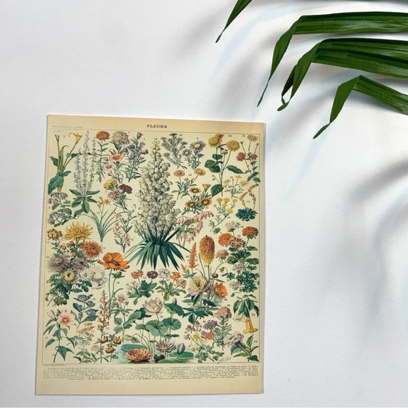 Vintage Scientific French "Fleurs" (Flowers) Floral Chart Print 8x10 4/5 - Picture 2 of 8